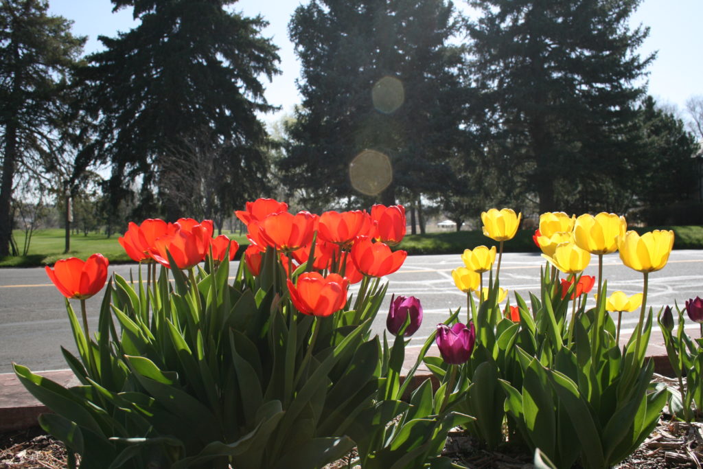 multi-colored tulips and spring flowers