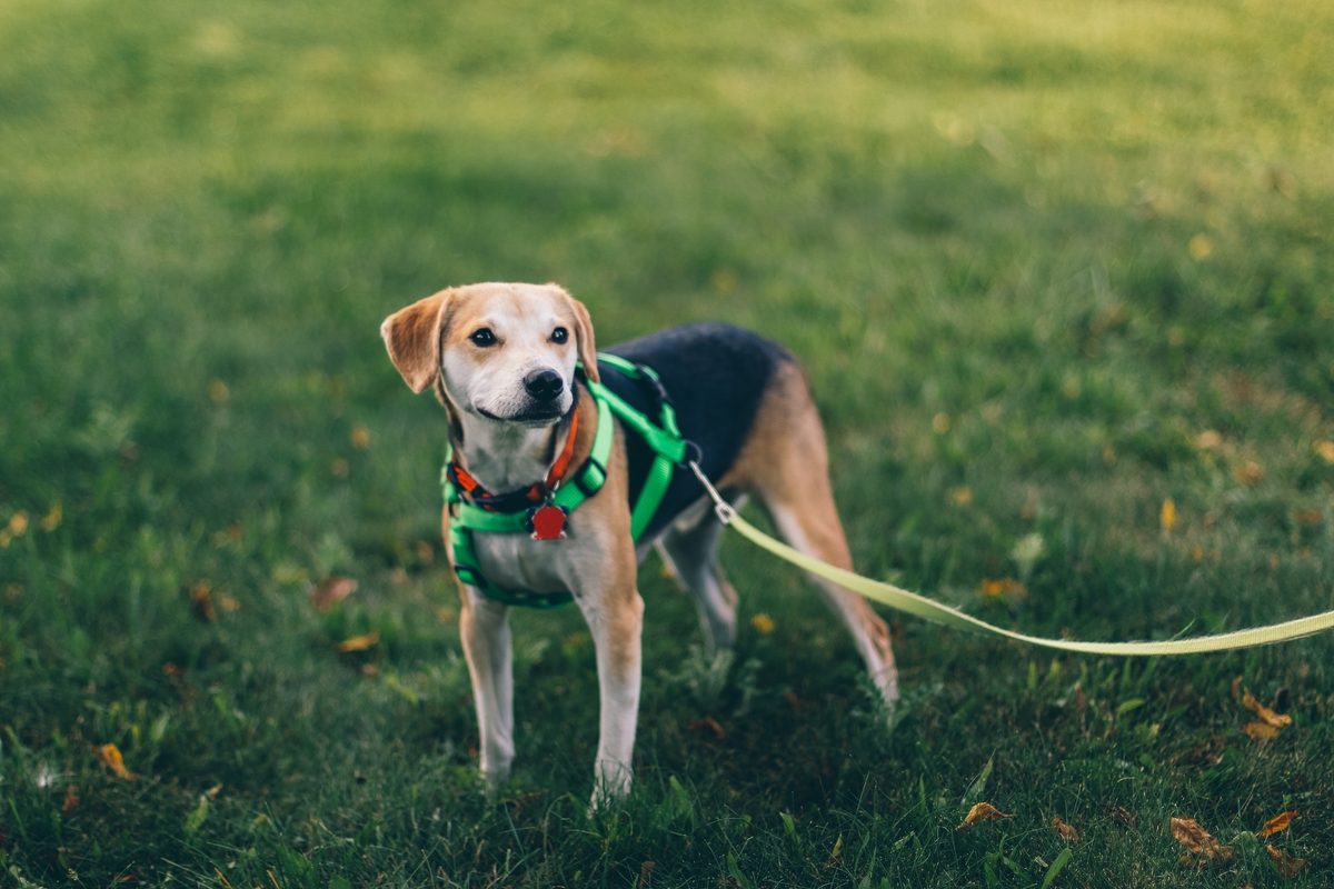 Dog on a leash on grass